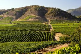 7_skarbow_Burgundia_Corton_Beaune