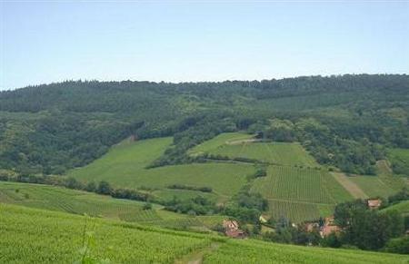 Chapoutier_riesling_nafta