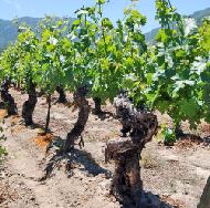 Czerwone_na_lato_carmenere