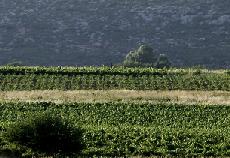 Grecja_wywiad_Mantinia