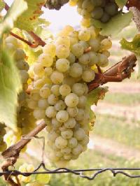 Riesling_smak_lata_grono