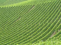 Riesling_smak_lata_zbocze