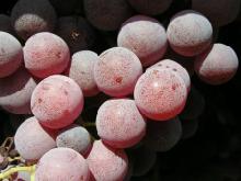 Roz_kolorem_lata_grapes