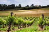 W_in_R_Ambroise_vineyard