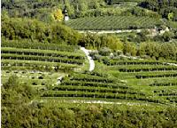 WinnicaCantinaNegrar